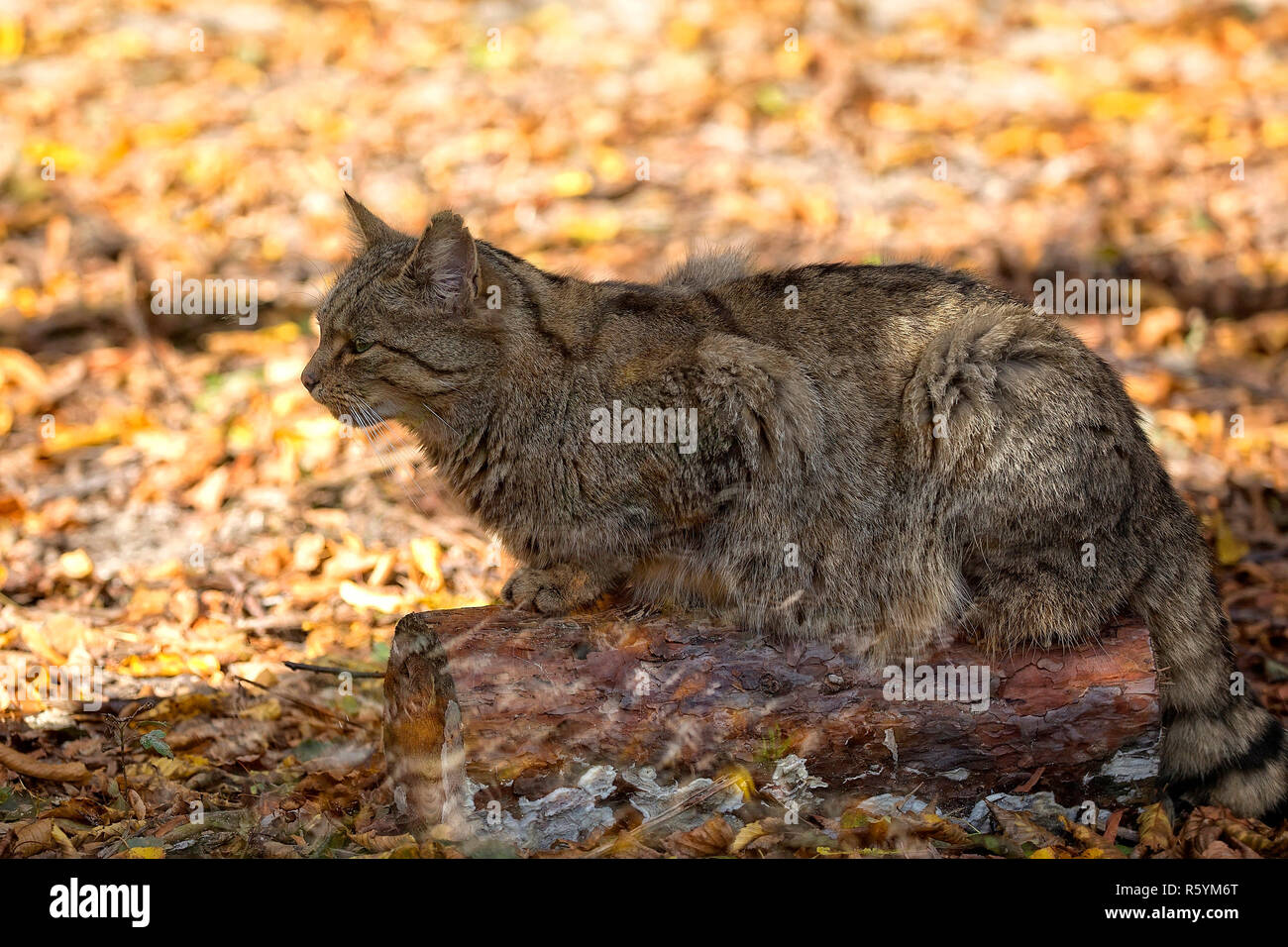 Gatto selvatico europeo nella foresta Foto Stock