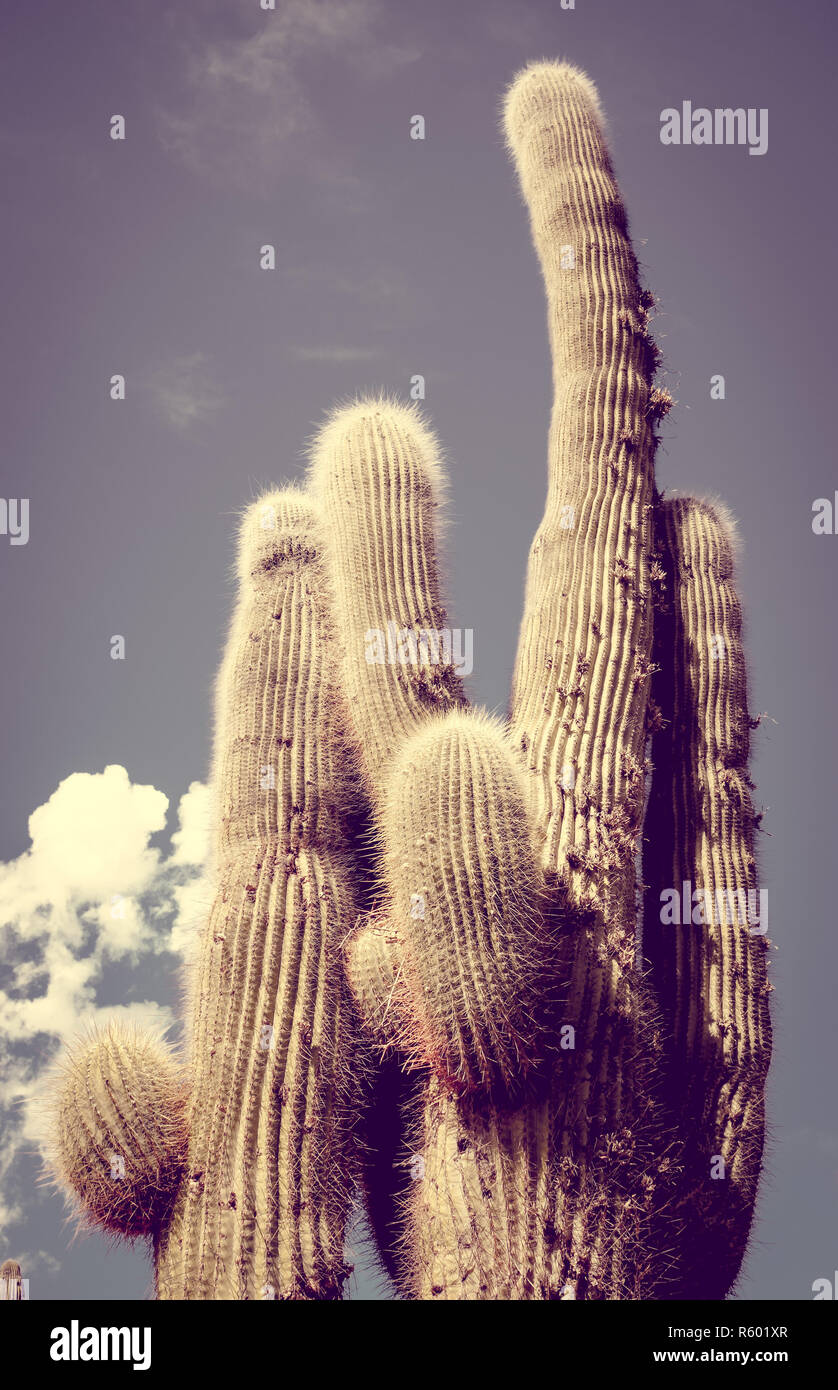 Cactus giganti nel deserto, Argentina Foto Stock