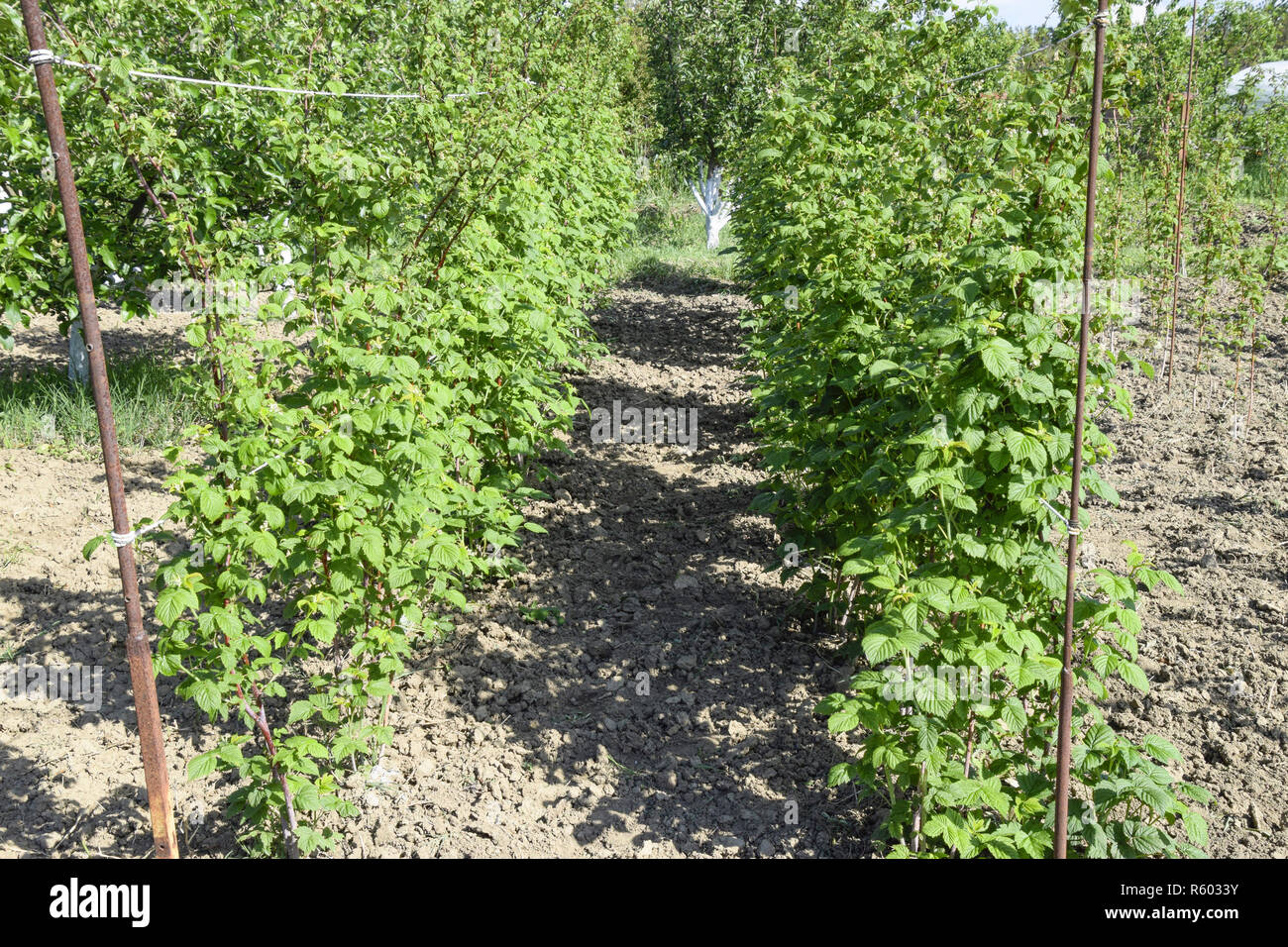 I letti di lamponi. Gli steli di lamponi su un traliccio Squi Foto Stock