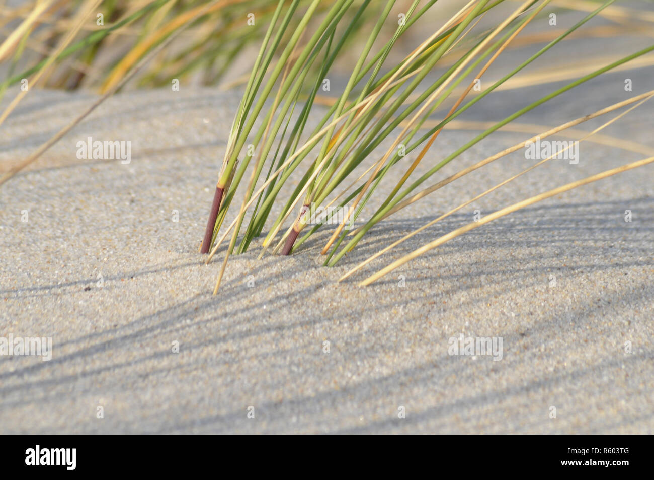 Psamma arenaria Foto Stock