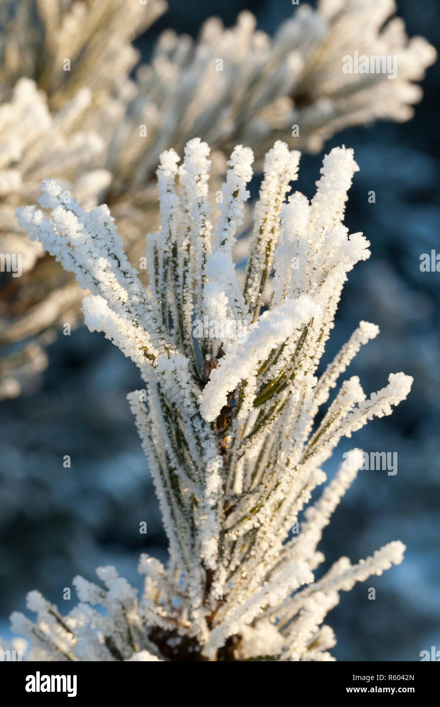 Derive di neve in inverno Foto Stock