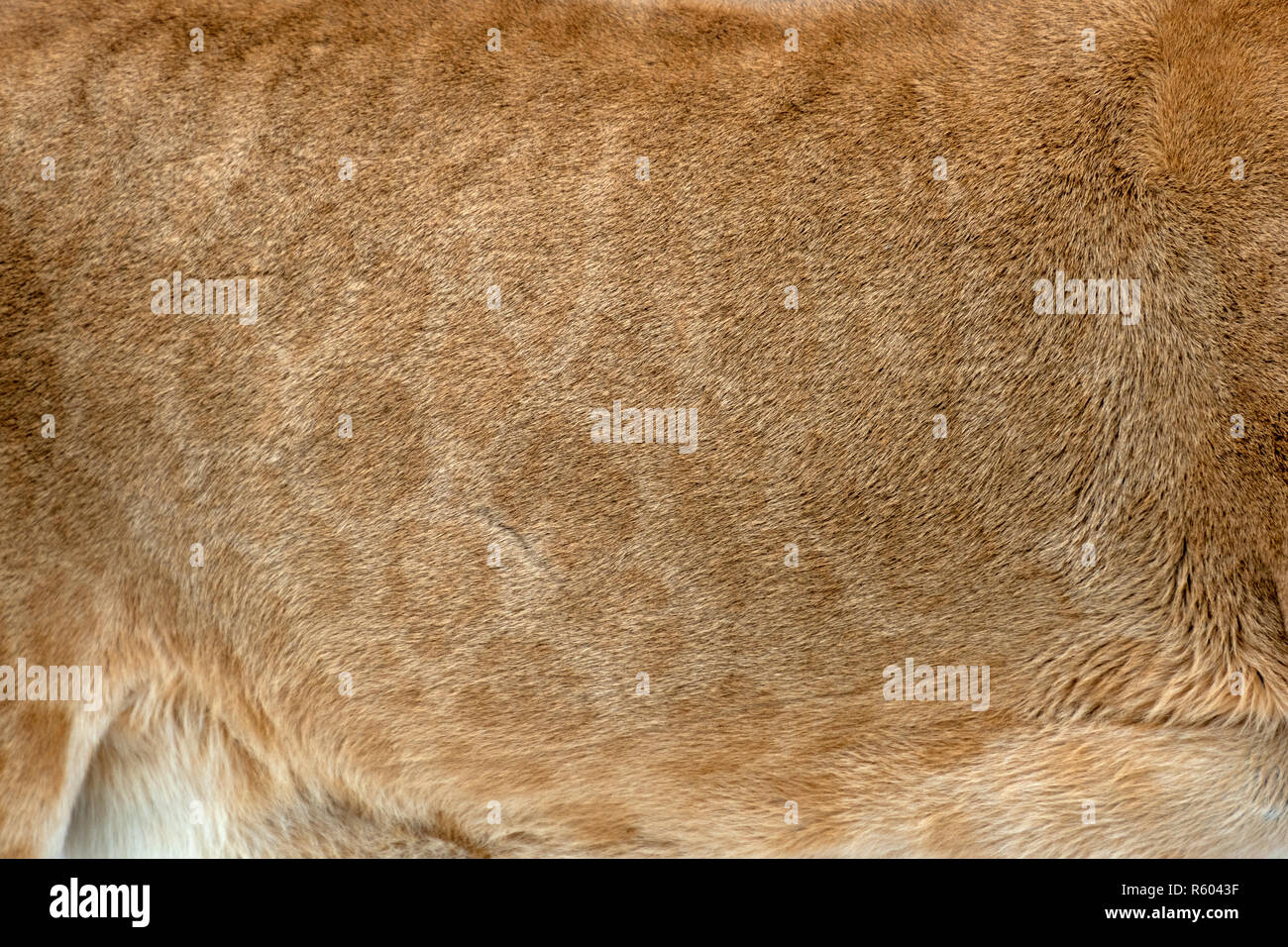 Closeup vero leone la texture della pelle. Lion fur texture di sfondo immagine di sfondo Foto Stock