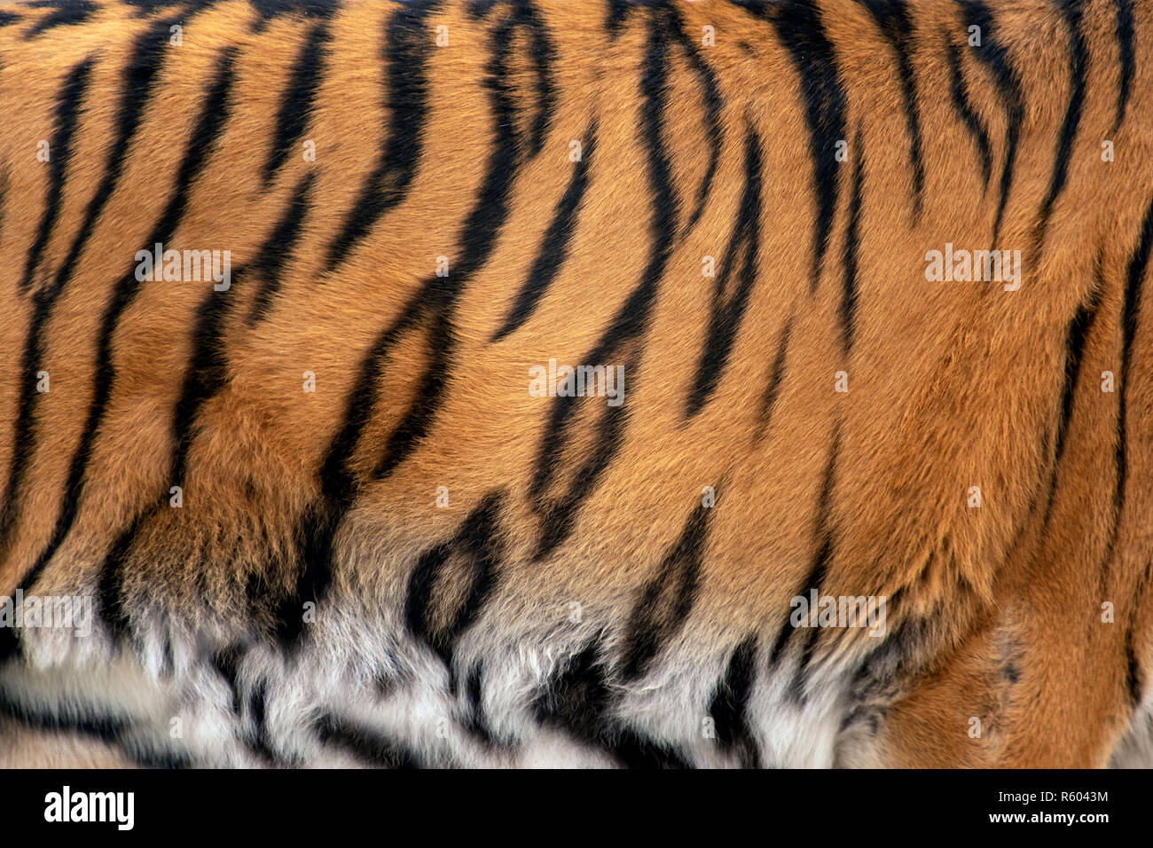 Closeup tigre reale la texture della pelle. Tiger fur texture di sfondo immagine di sfondo Foto Stock