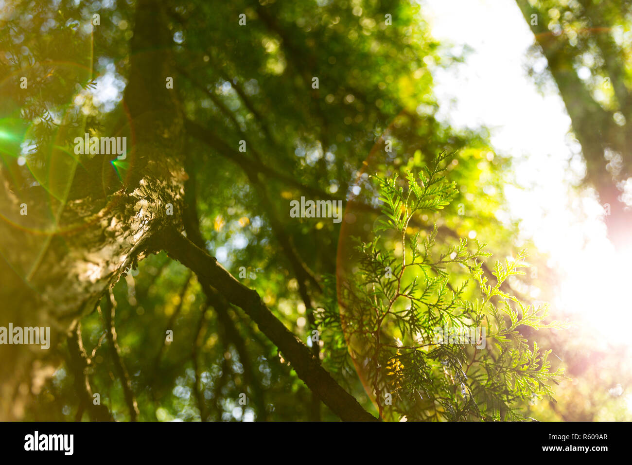 Bella e verde foglie di Natale di thuja tree con luminosa del fascio di luce solare Foto Stock