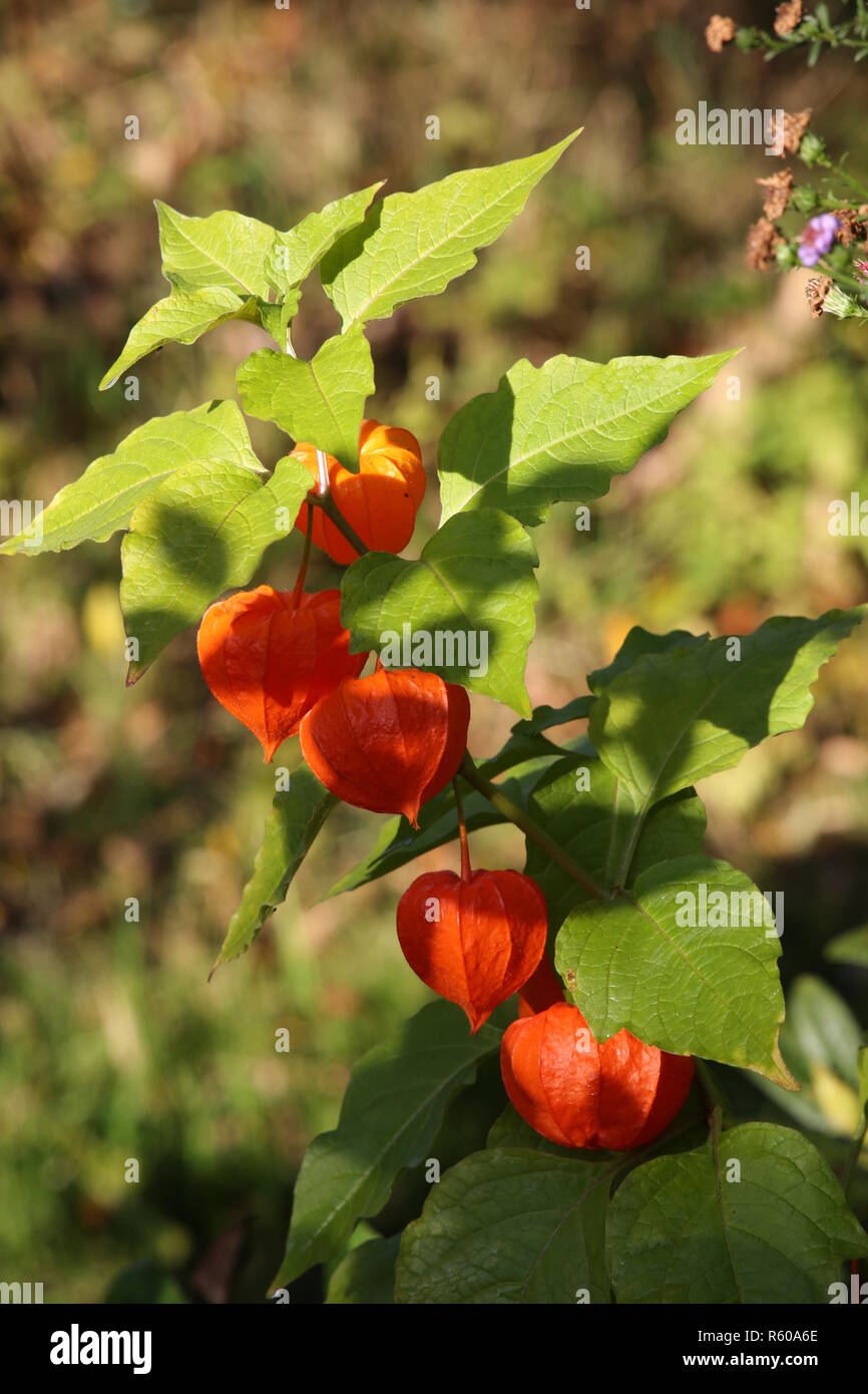 Lampion fiore (physalis alkekengi) Foto Stock