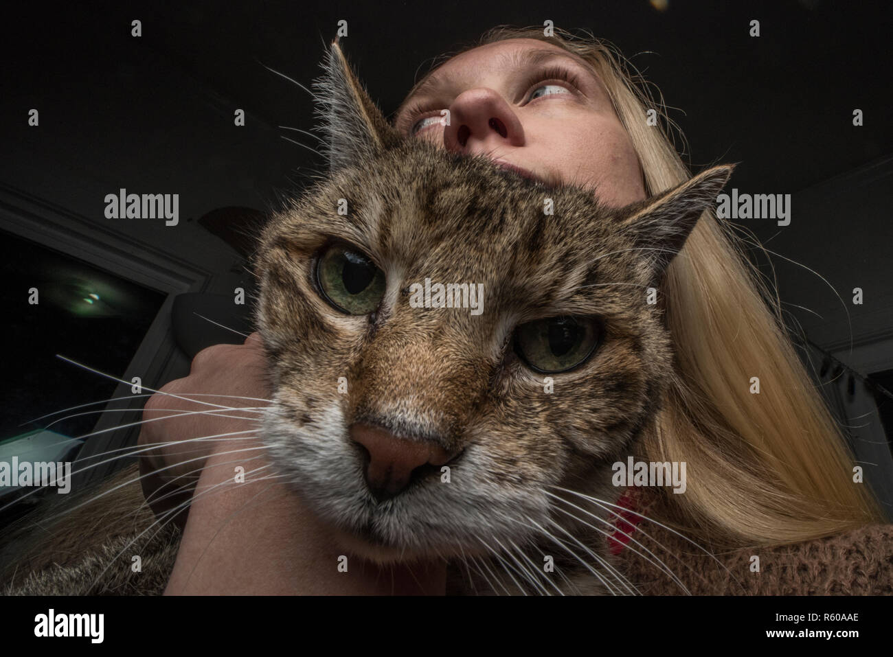 Un paziente cat mette in su con i suoi proprietari ossessione con esso come il proprietario detiene e spreme. Il gatto sembra infastidito. Foto Stock