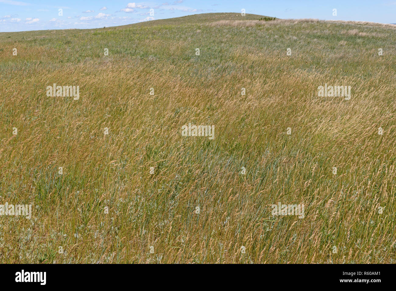 Prairie Grasses sulle grandi pianure Foto Stock