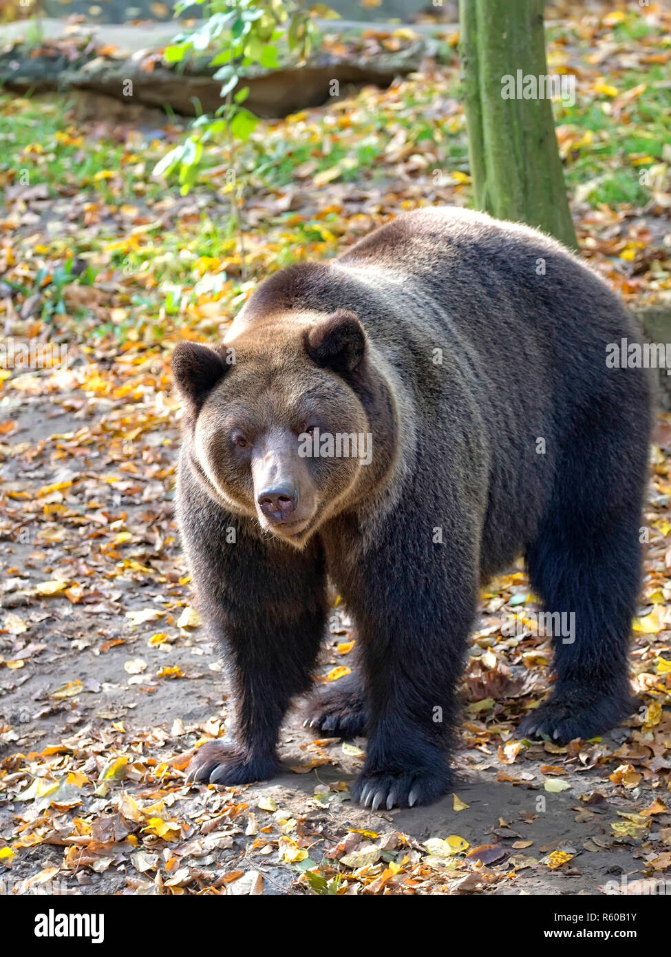 Orso bruno della foresta Foto Stock