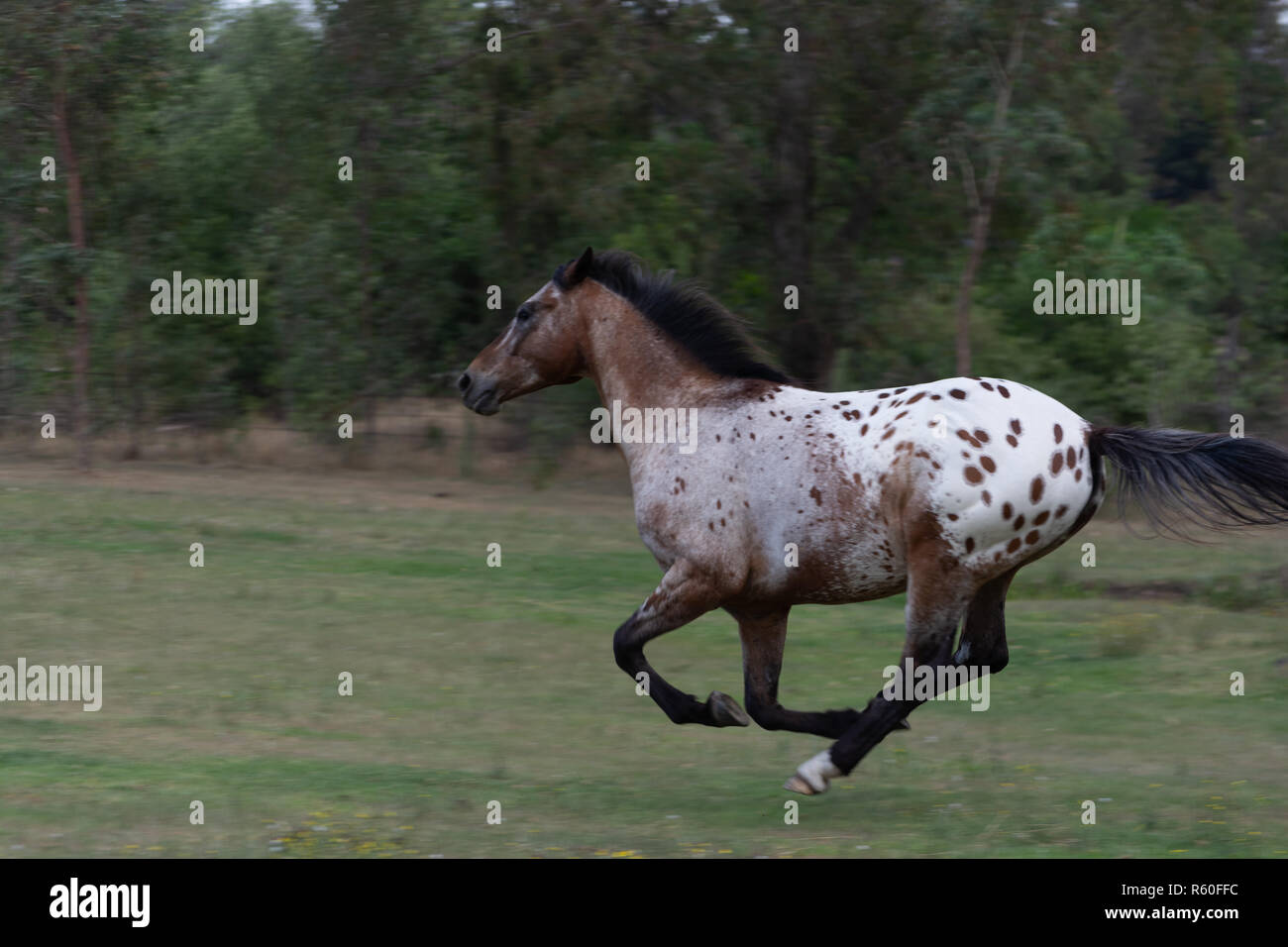 Appaloosa cavallo al galoppo a piena velocità Foto Stock