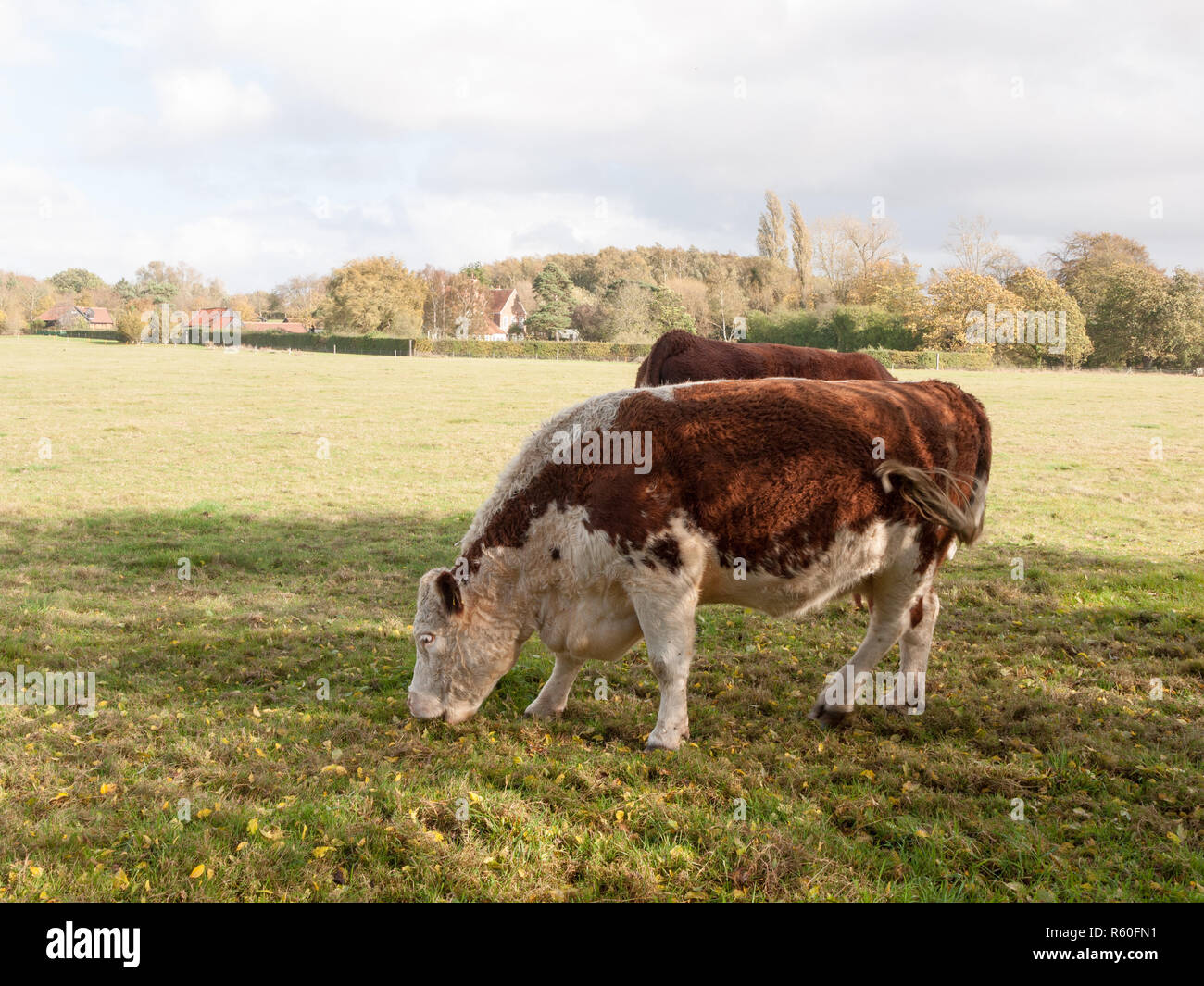 Marrone e bianco mucca pascolare su pascolo verde campo dairy farm Foto Stock