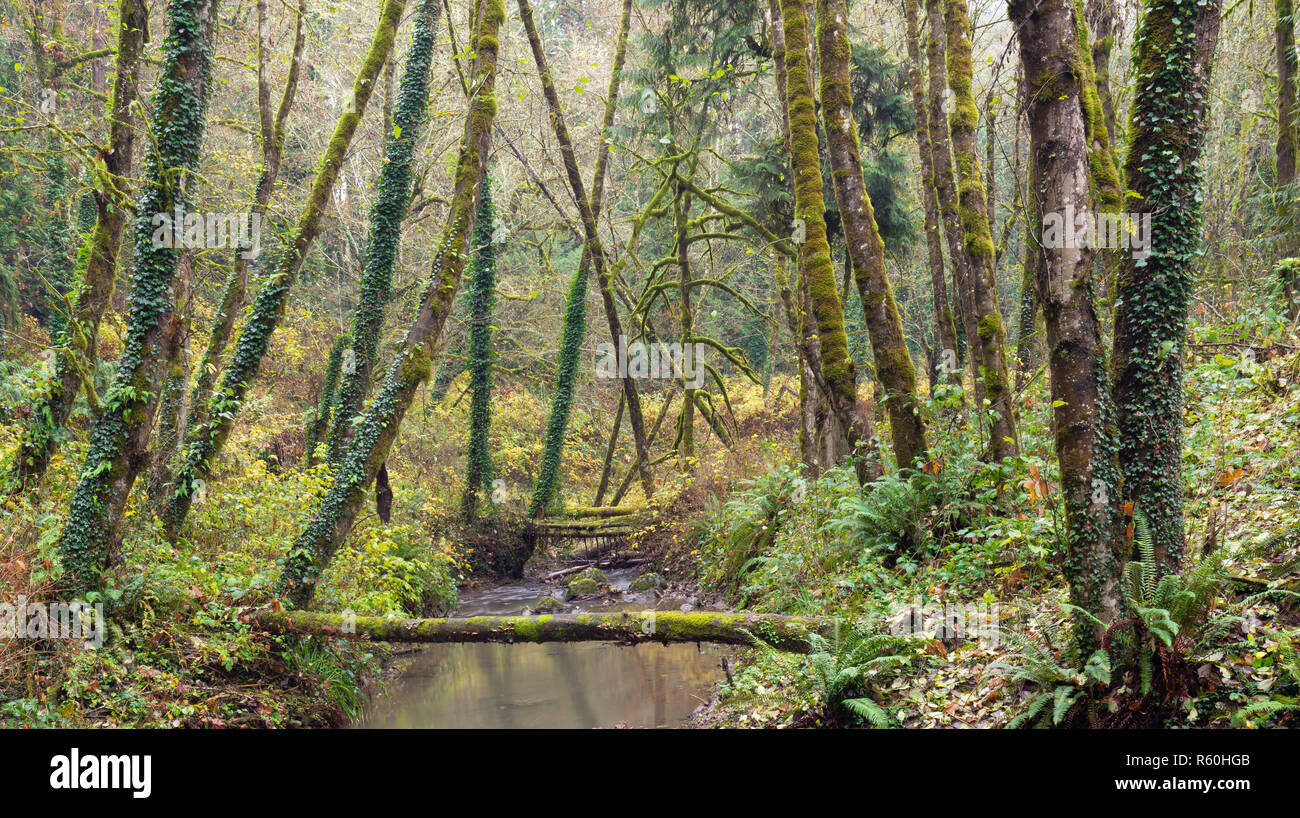 Oregon foresta autunnale, con alberi coperti di muschio ed edera rampicante su entrambi i lati della molla piccola. Foto Stock