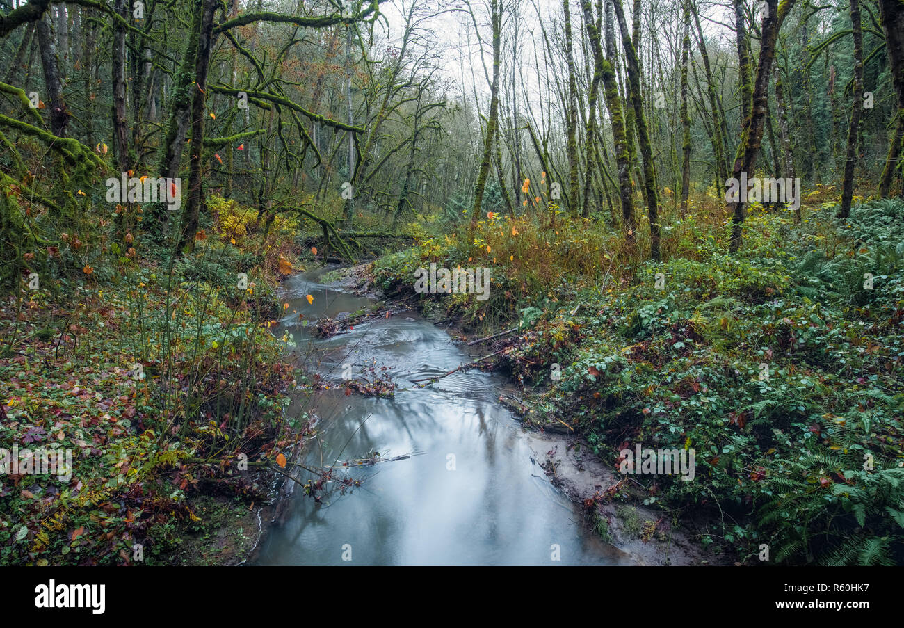 La molla piccola in mezzo alla foresta di autunno in un giorno nuvoloso a Portland, Oregon. Foto Stock