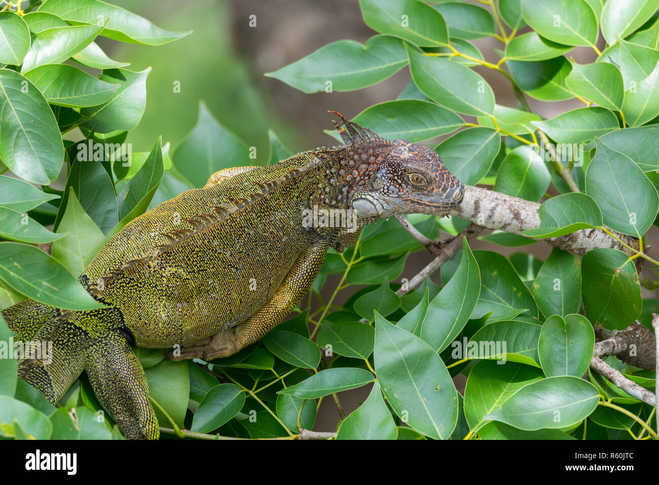 Verde (Iguana Iguana iguana) si rifugia su un ramo di albero, ripara dal calore del sole. Foto Stock