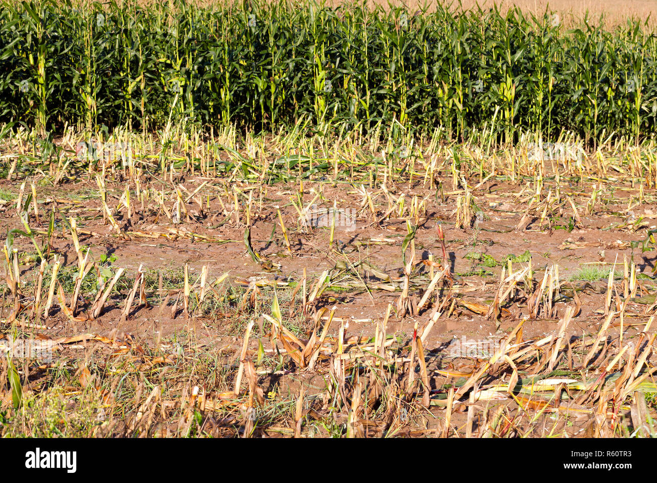 Coperte di neve alberi Foto Stock