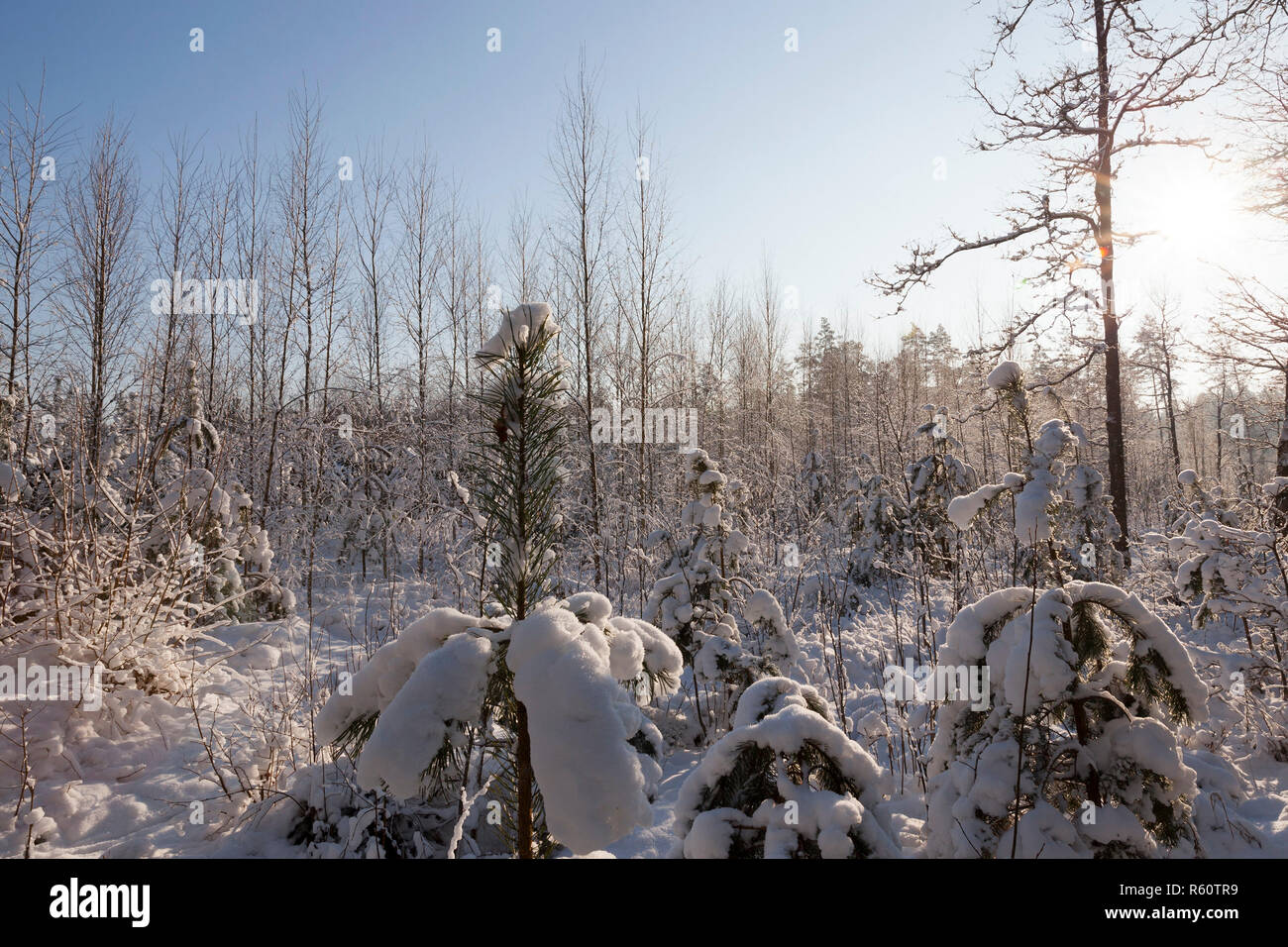 Coperte di neve alberi Foto Stock