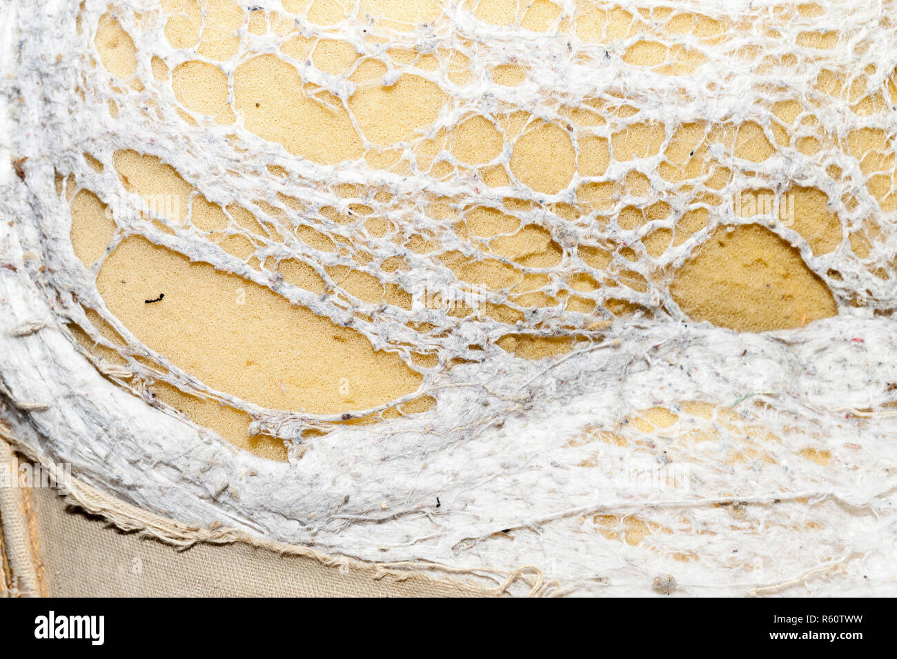 Coperte di neve alberi Foto Stock