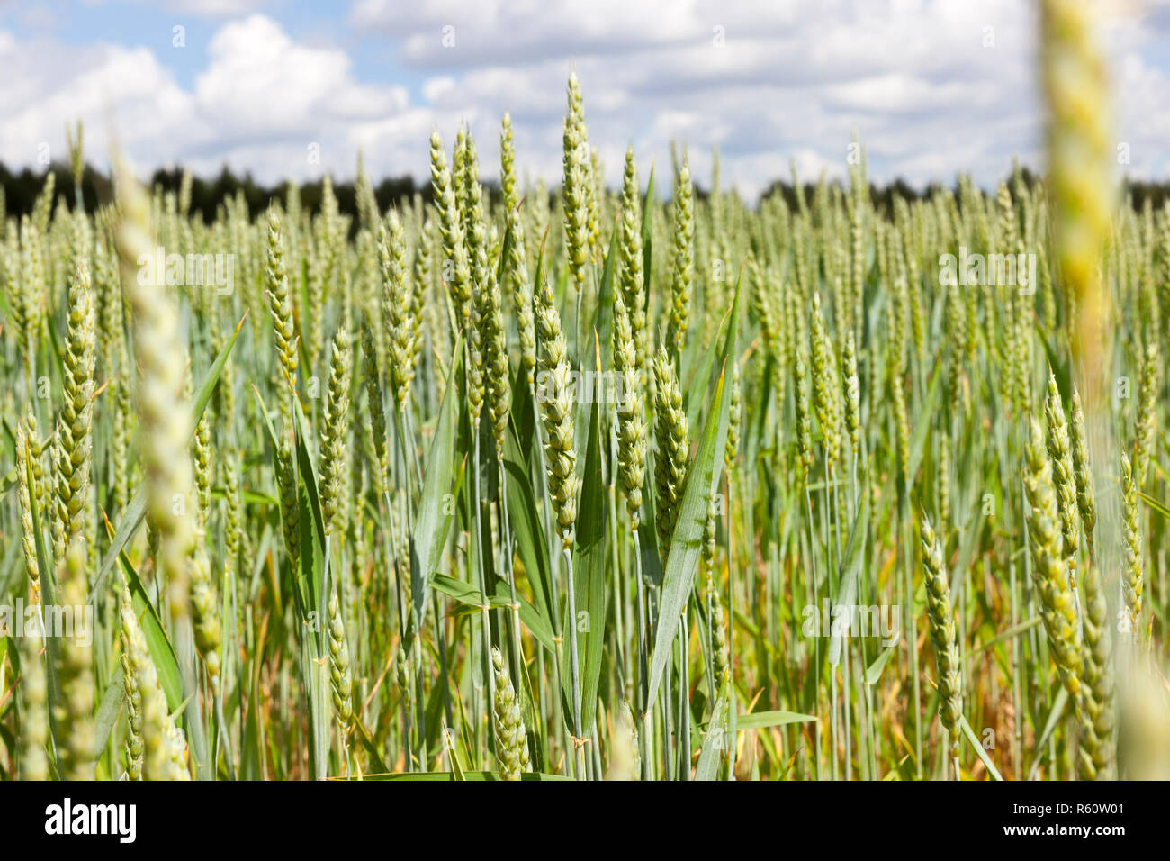 Coperte di neve alberi Foto Stock