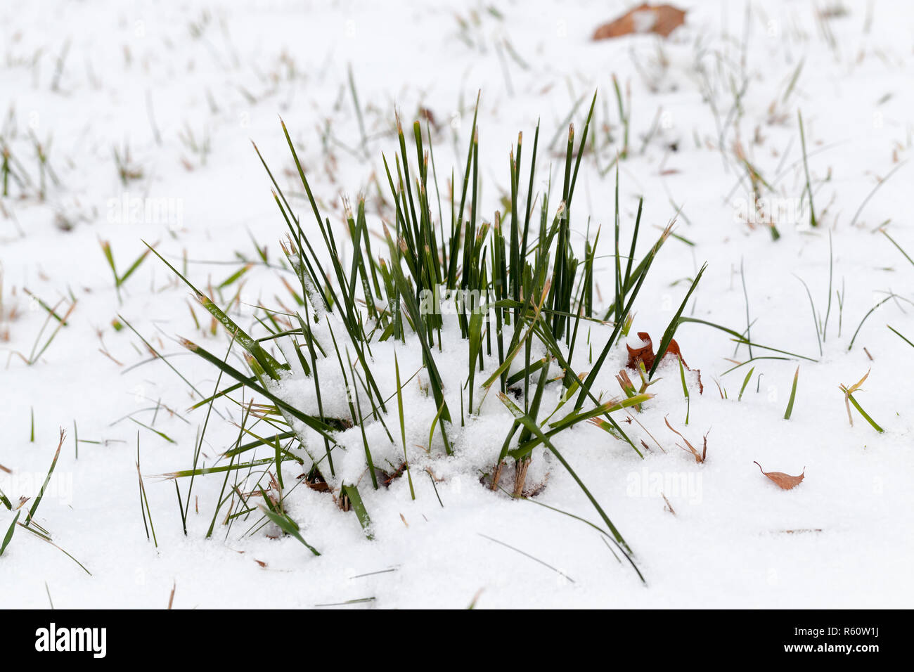 Coperte di neve alberi Foto Stock