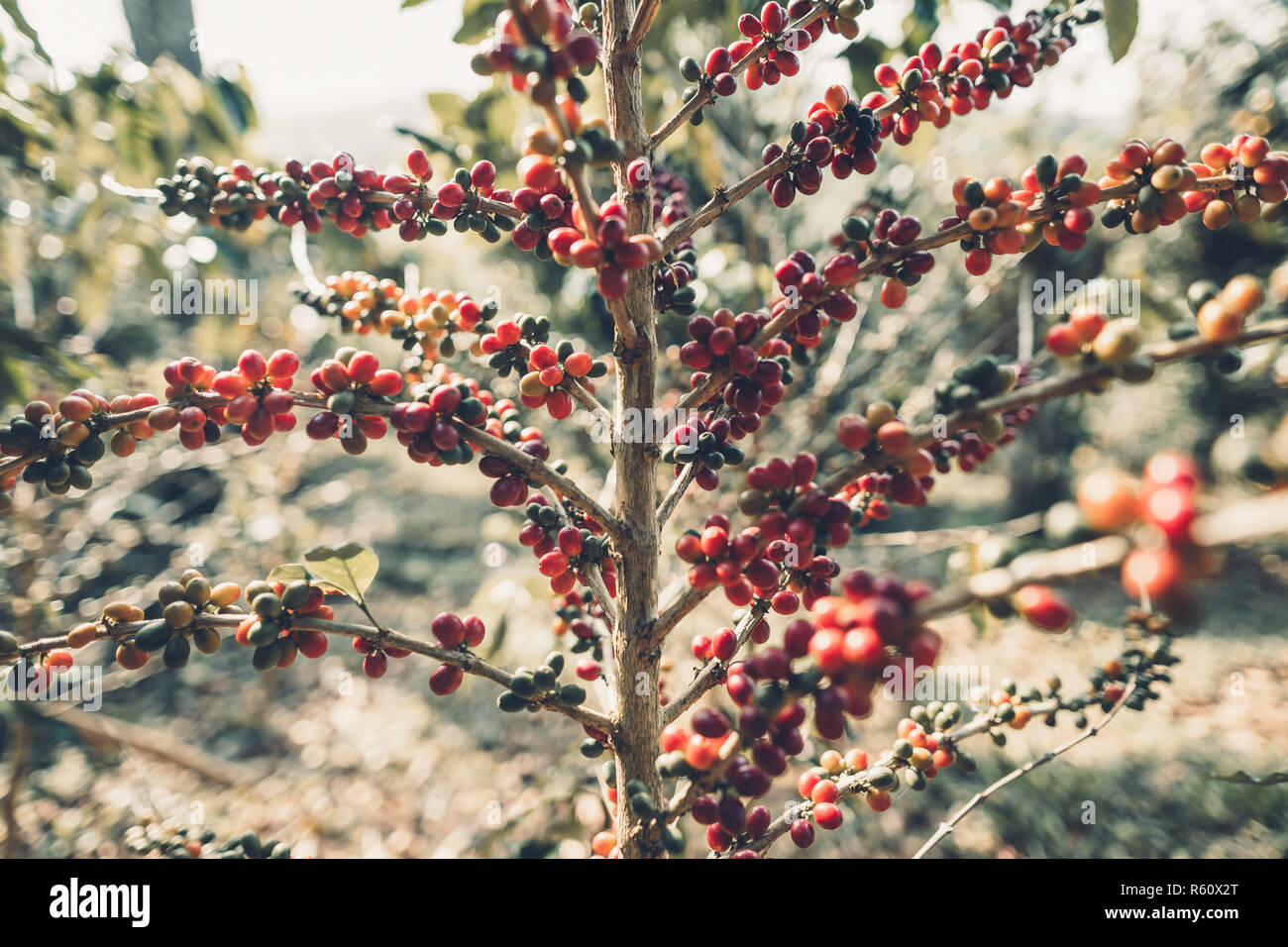 La ciliegia di caffè di qualità buona red i chicchi di caffè esuberante coffee tree Foto Stock