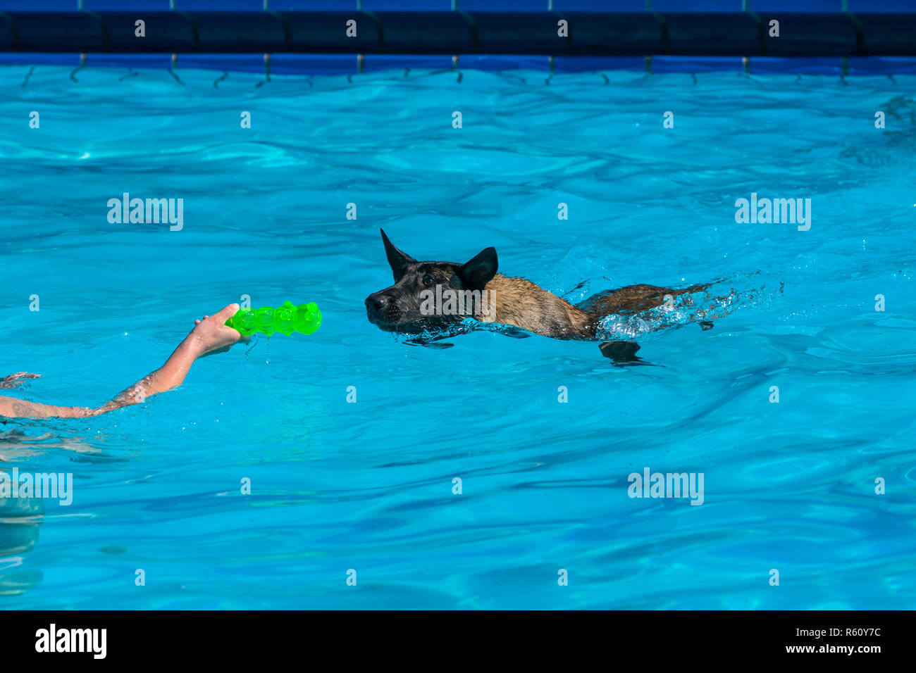 Mallinois schwimmt im Becken Foto Stock