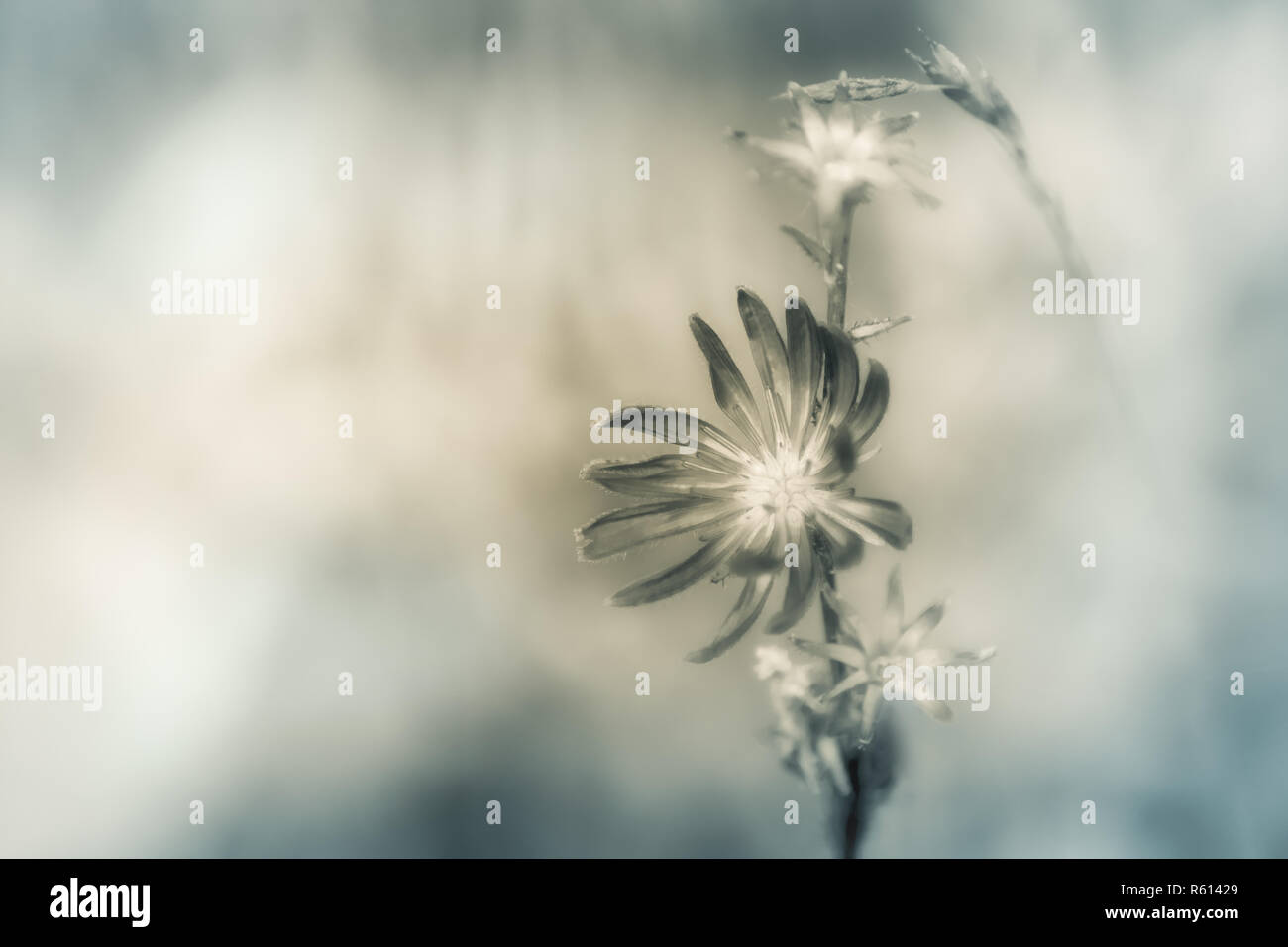 Artistiche foto in bianco e nero di fiori selvaggi. Soft focus, colori pastello, toni caldi. Foto Stock