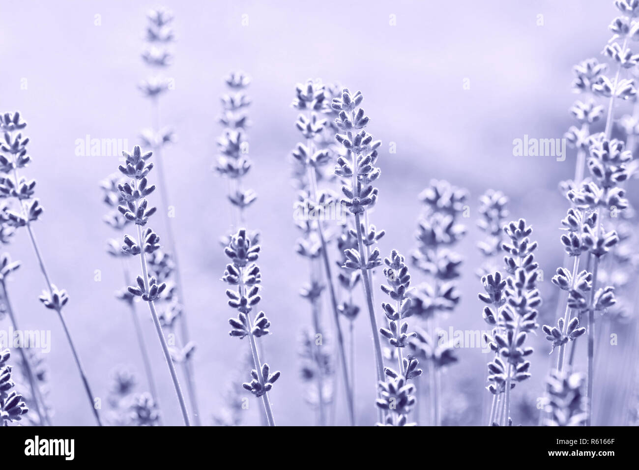 Lavanda Foto Stock