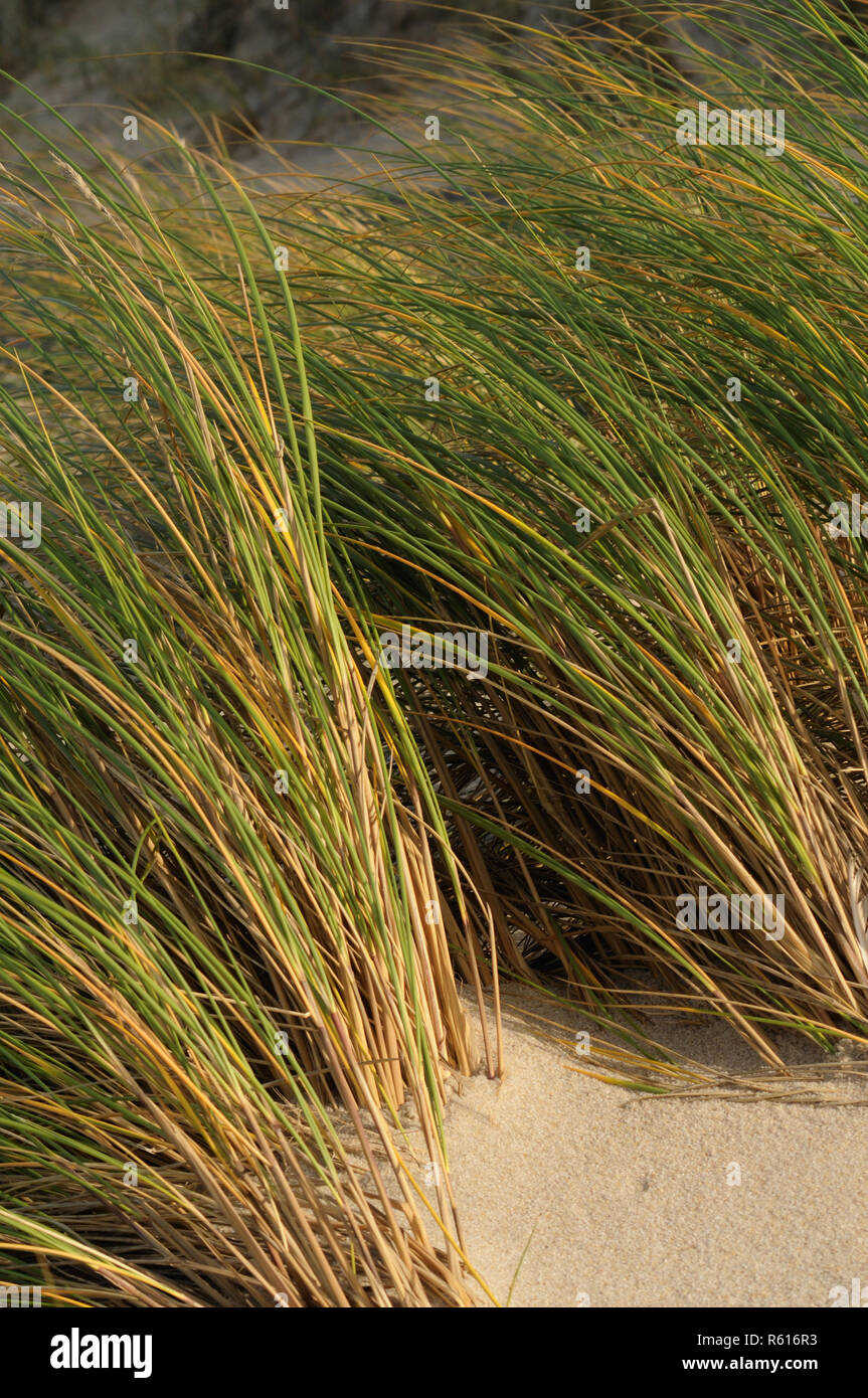 DÃ¼nengras Foto Stock