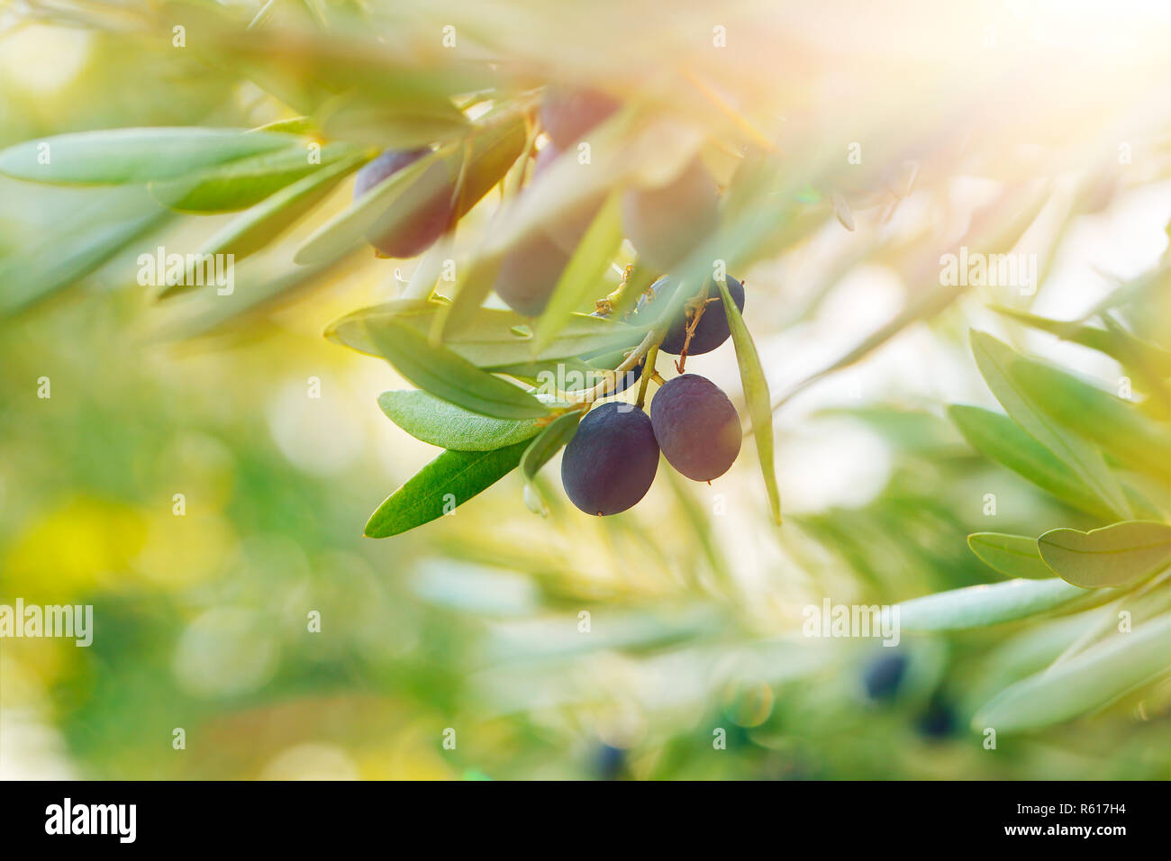 Albero di olivo sfondo Foto Stock