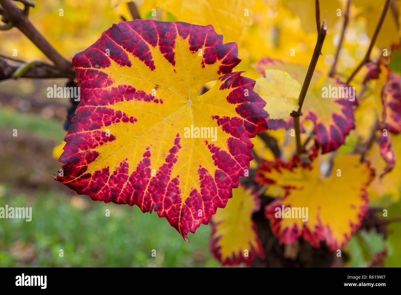 Autunno a colori di uva fogliame Macro Foto Stock