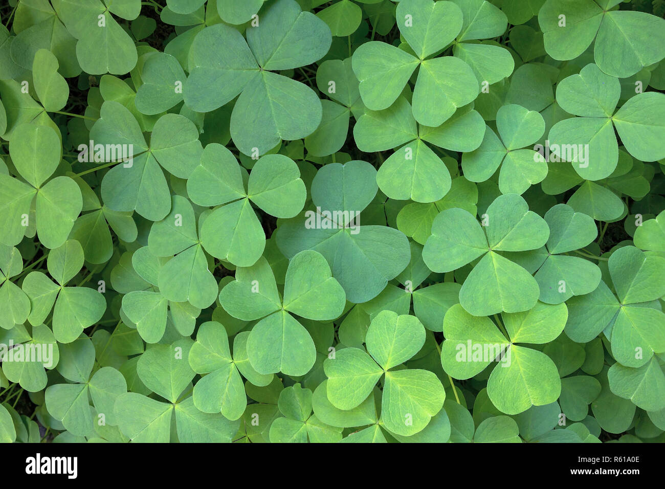 Oregon Wood Sorrel Foto Stock