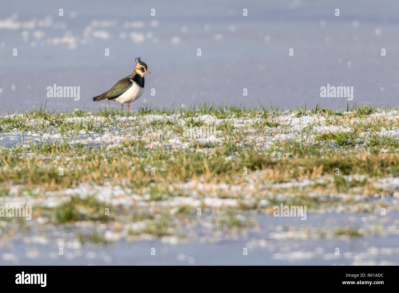 Pavoncella (vanellus vanellus) Foto Stock