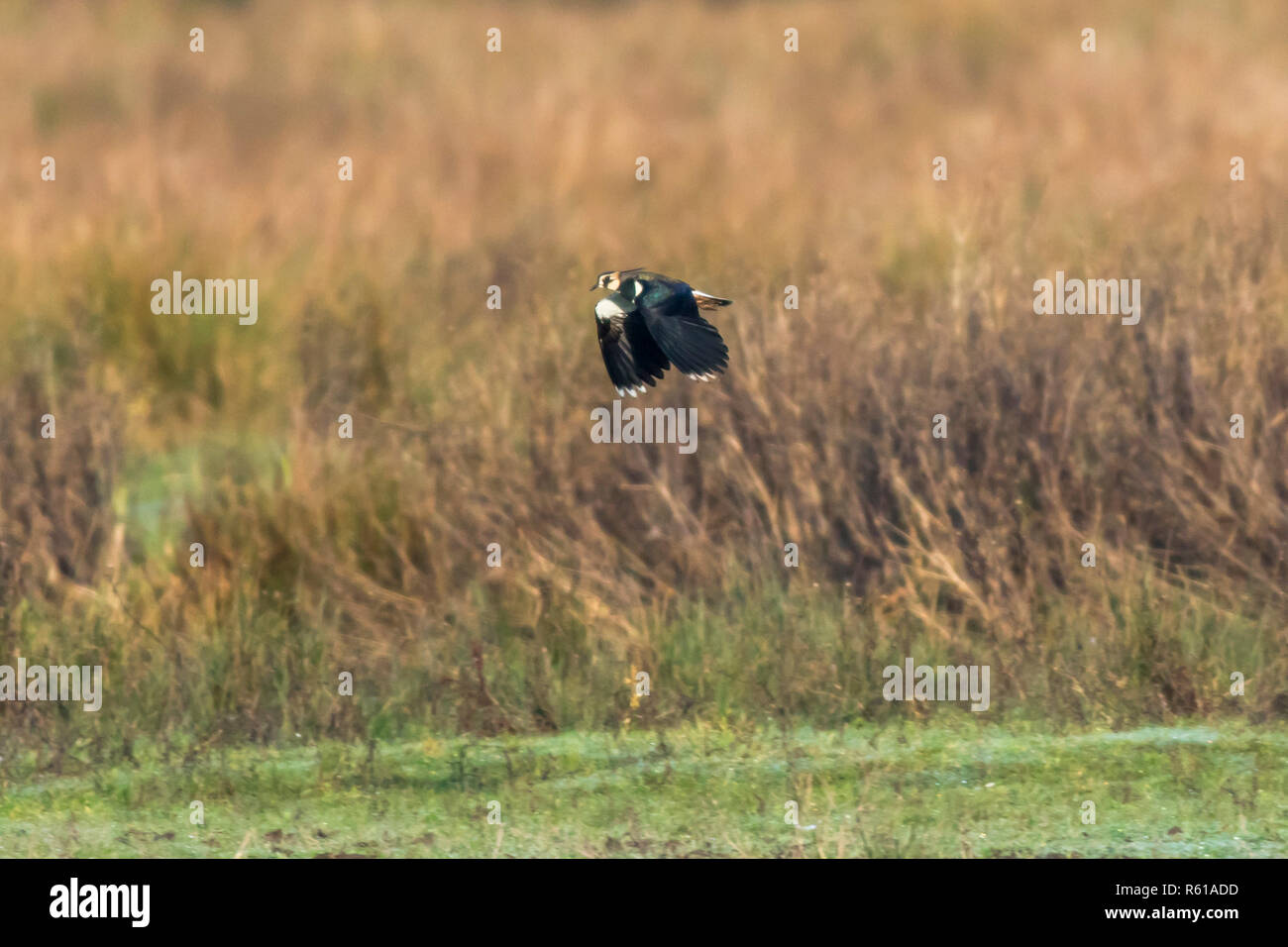 Pavoncella (vanellus vanellus) Foto Stock