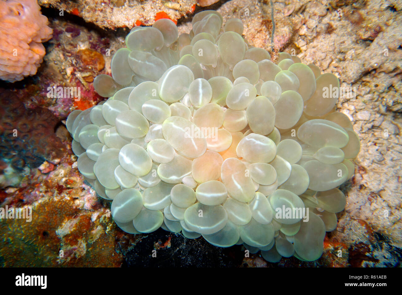 Bubble coral (Plerogyra sinuosa) Foto Stock