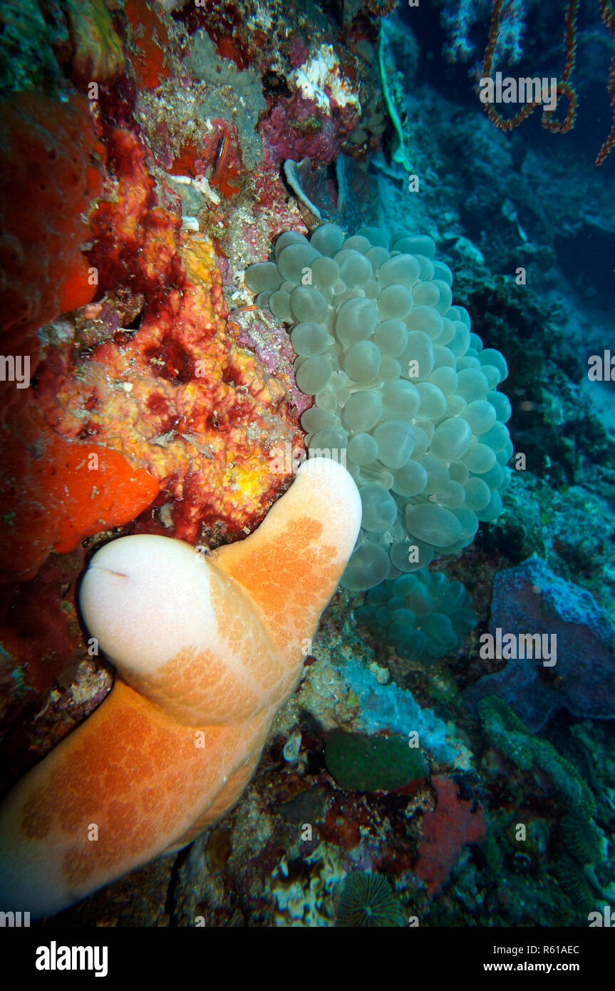Rullo di stella del mare (Choriaster granulatus) e bolle (corallo Plerogyra sinuosa) Foto Stock