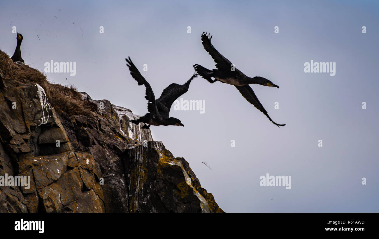 Coppia di allevamento di cormorani che mostra il comportamento di accoppiamento accanto a nido sulla scogliera Foto Stock
