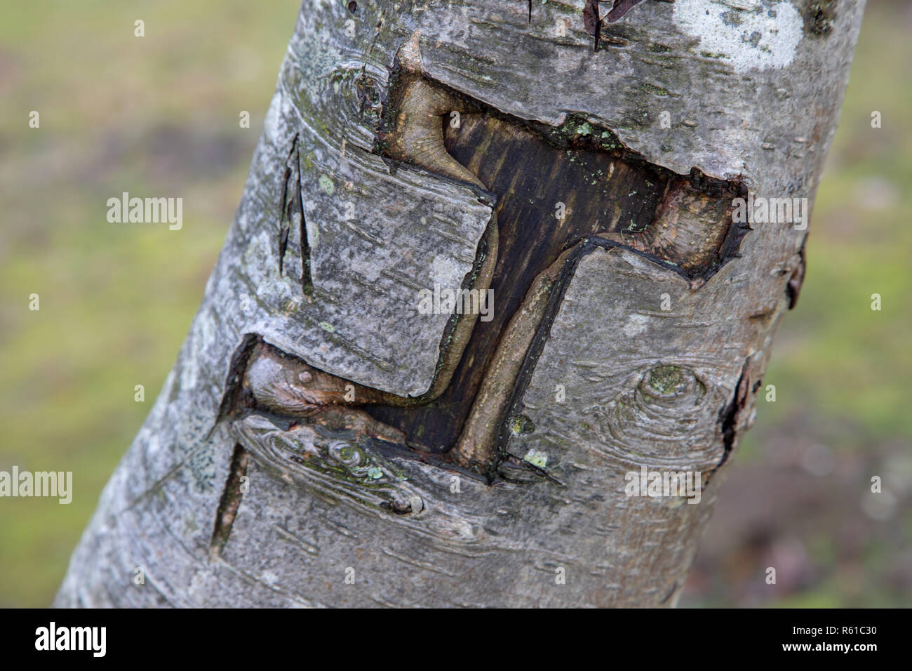 La lettera J intagliato in una struttura ad albero nella nuova foresta Foto Stock