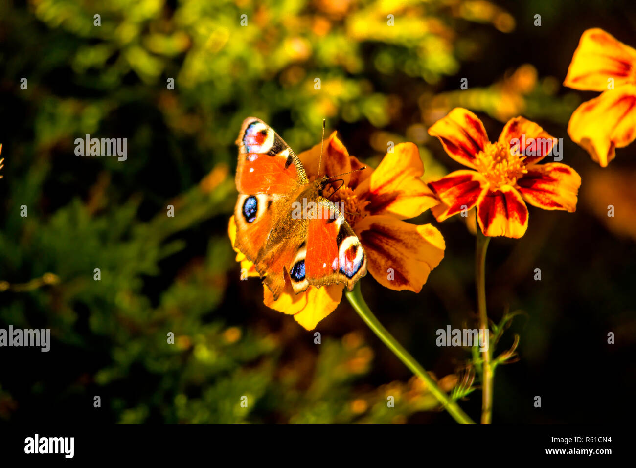 Farfalla pavone su calendula Foto Stock