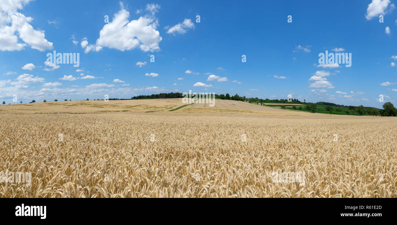 Ripe cornfield segale Foto Stock