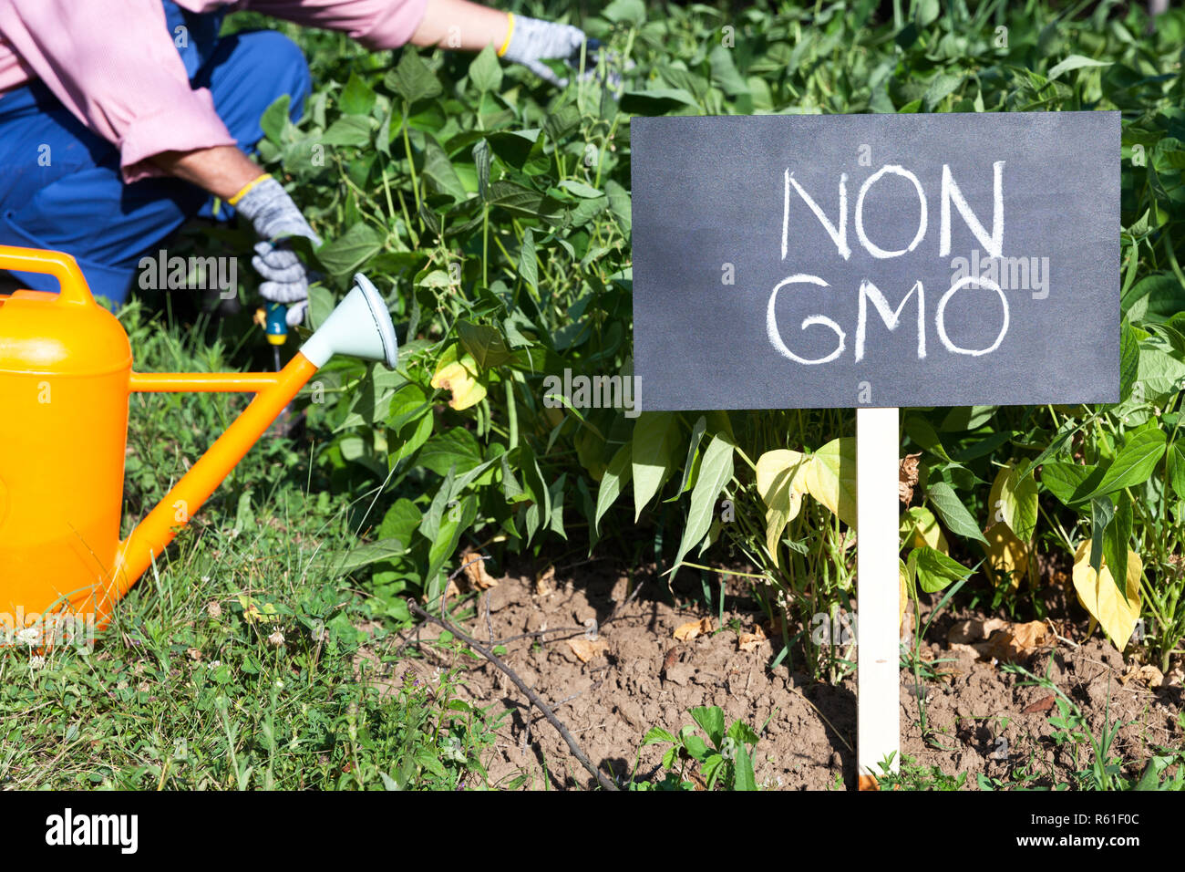 Agricoltore lavora nel non-OGM orto Foto Stock