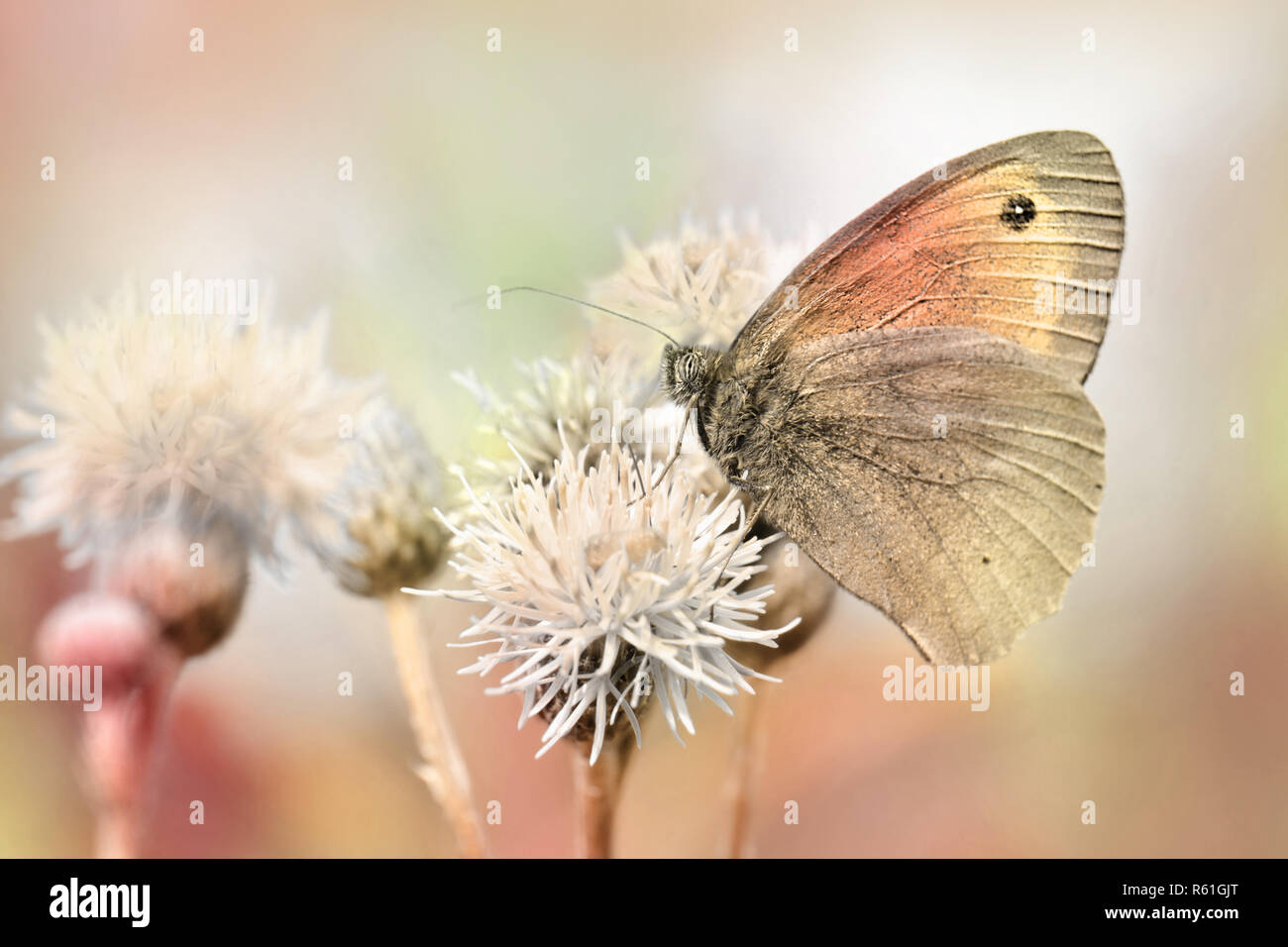 Farfalla in giardino Foto Stock