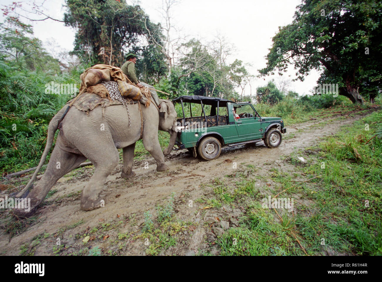 Il Parco Nazionale di Kaziranga, Assam, India Foto Stock