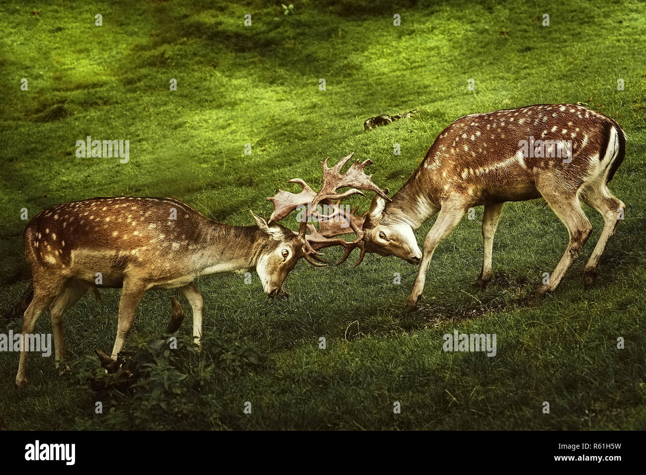 Primo piano della lotta di cervo Foto Stock