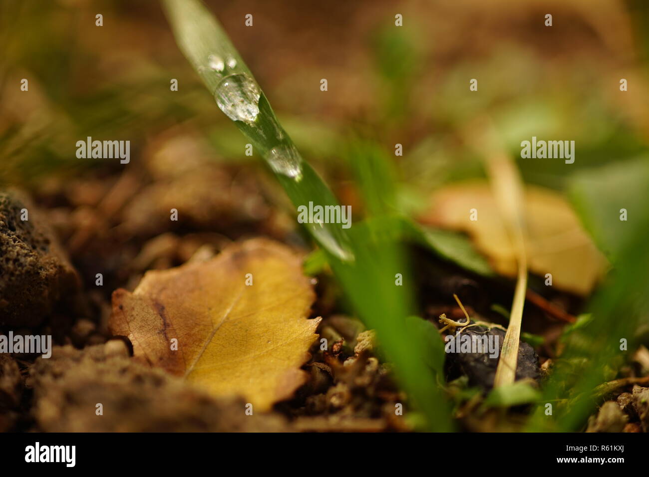 Gocce d'acqua sull'erba verde e autunno Betulla foglie, macro closeup Foto Stock