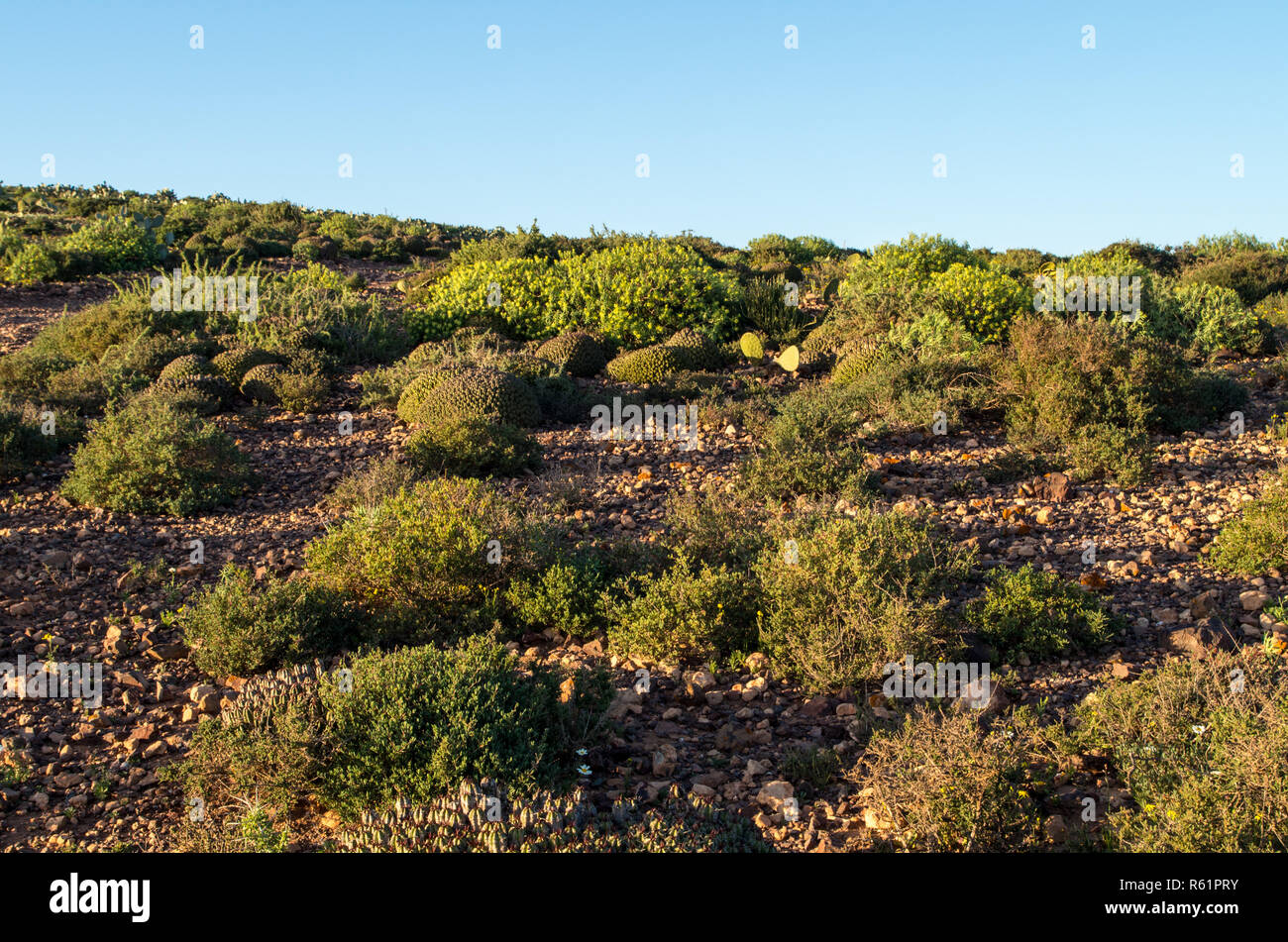 Deserto verde dopo il periodo delle piogge in Sidi Ifni, Marocco Foto Stock