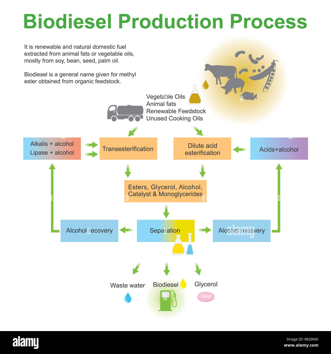 Processo di produzione di biodiesel. Foto Stock