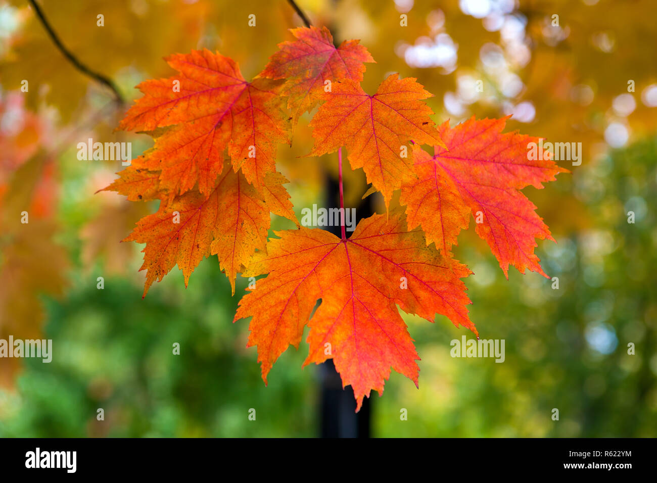 Albero di acero foglie in autunno a colori Closeup Foto Stock