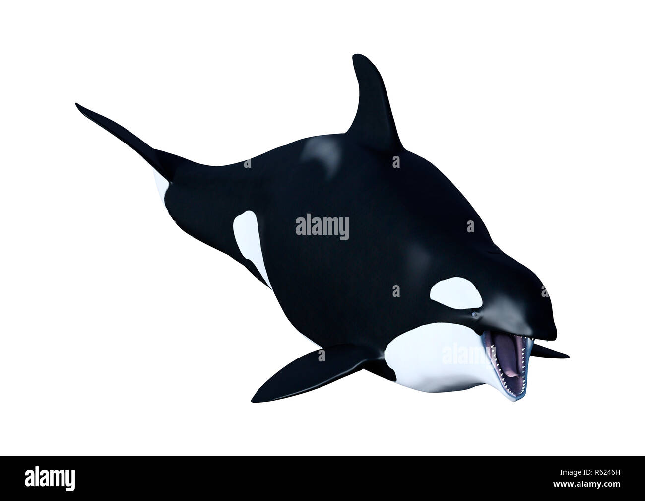 3D Rendering Orca Killer Whale Calf su bianco Foto Stock