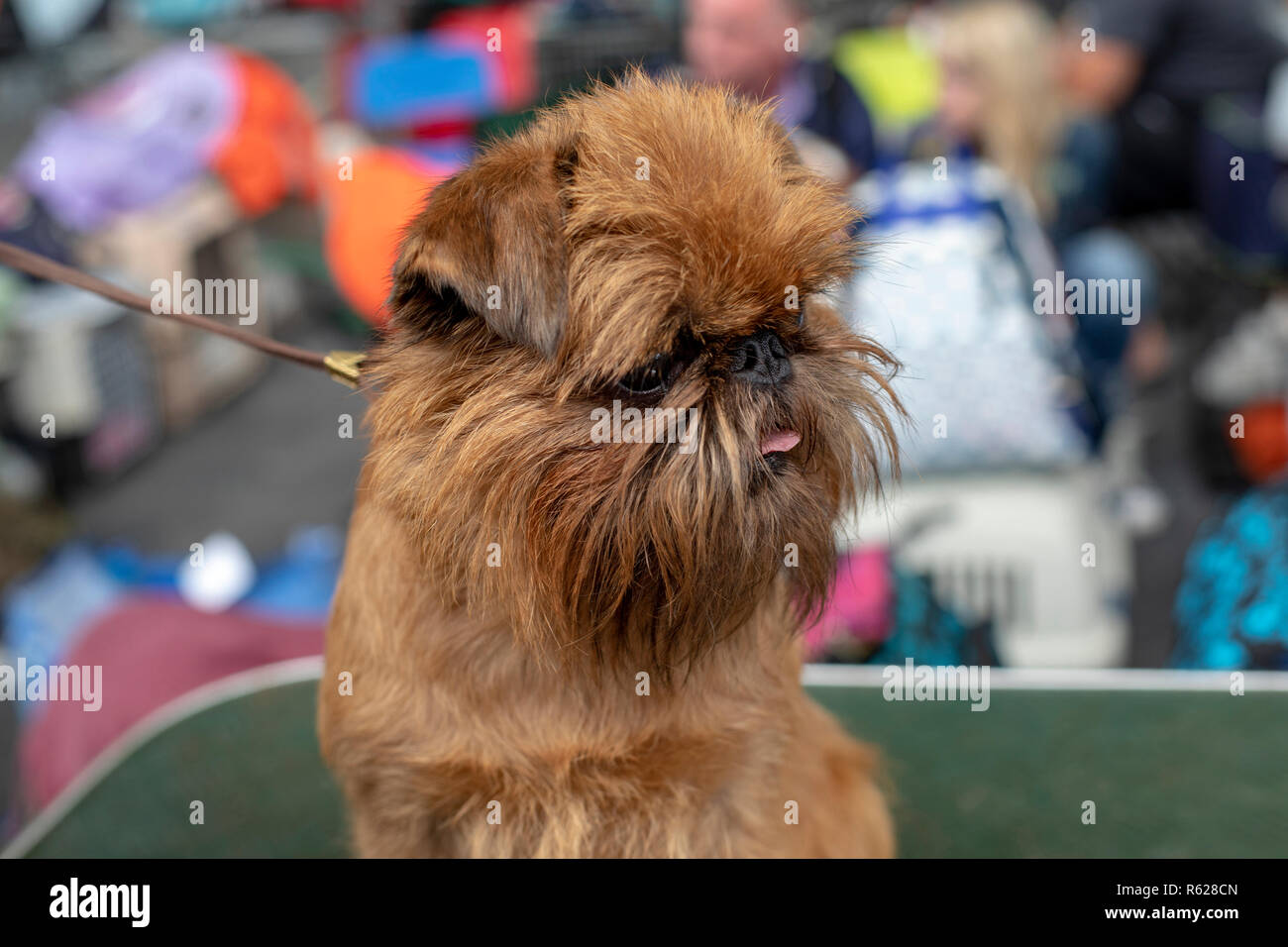 Poco Bruxelles Griffon Cane con la sua lingua al di fuori della sua bocca al guinzaglio in un dog show. Foto Stock