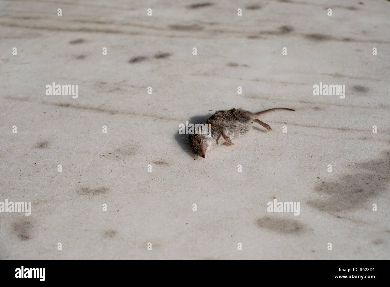 Poco topo morto posa su un marmo bianco pavimento in pietra brutalmente uccisi da un gatto, un predatore ha ucciso la sua preda. Foto Stock