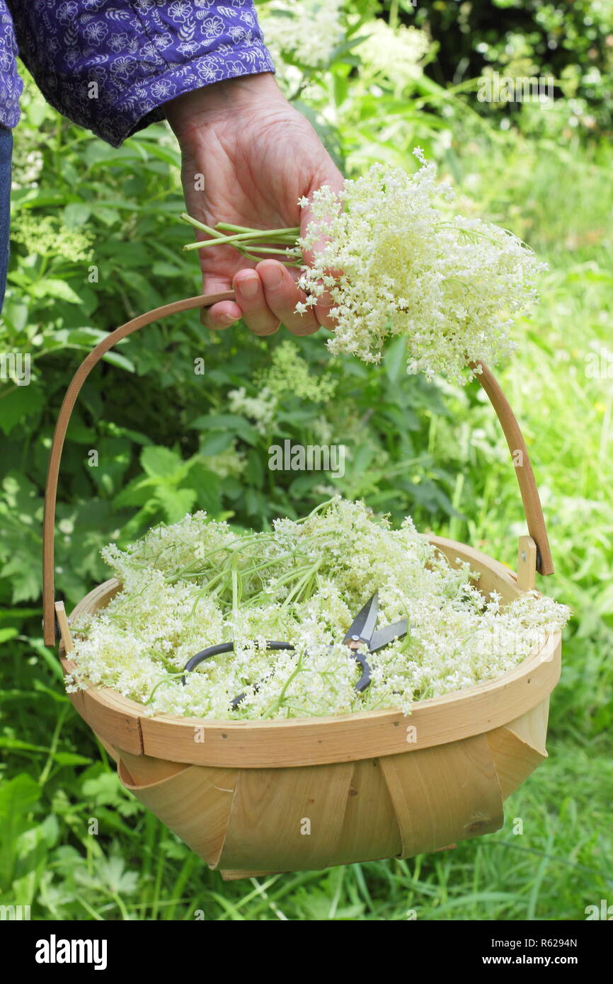 Sambucus nigra. Siepe elderflowers essendo raccolti in un cestello trug in estate, REGNO UNITO Foto Stock